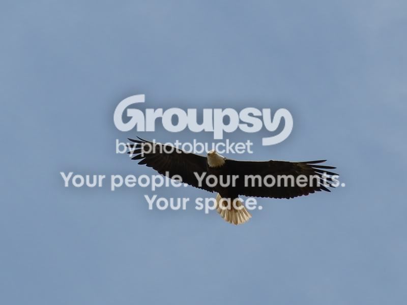 Copyofeaglenest066.jpg