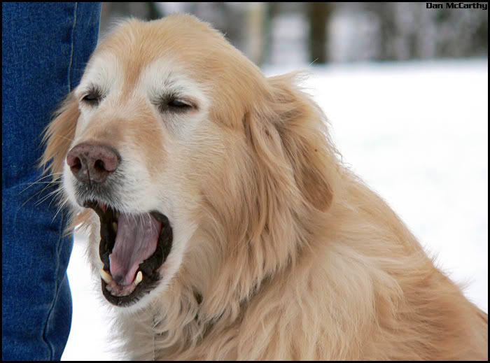 parkdog03.jpg