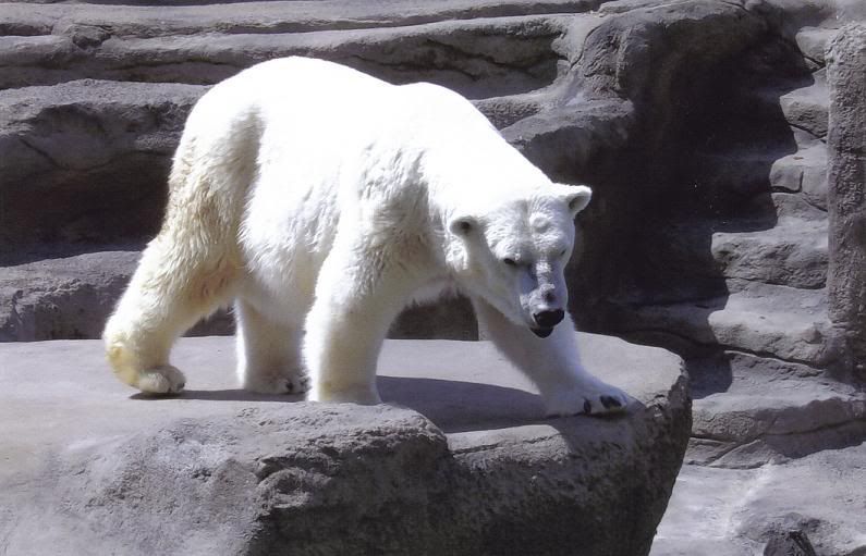 Polarbear.jpg