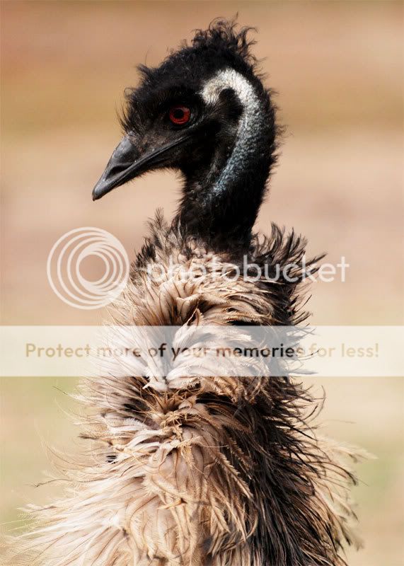 Xmas-Goose-3.jpg