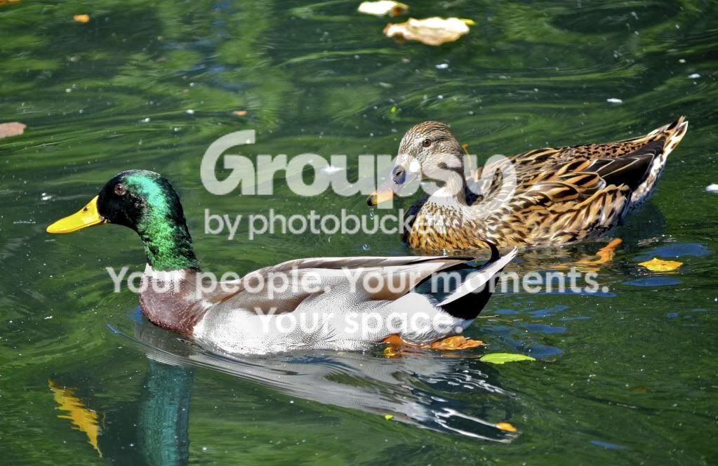 MallardDrakeHen.jpg