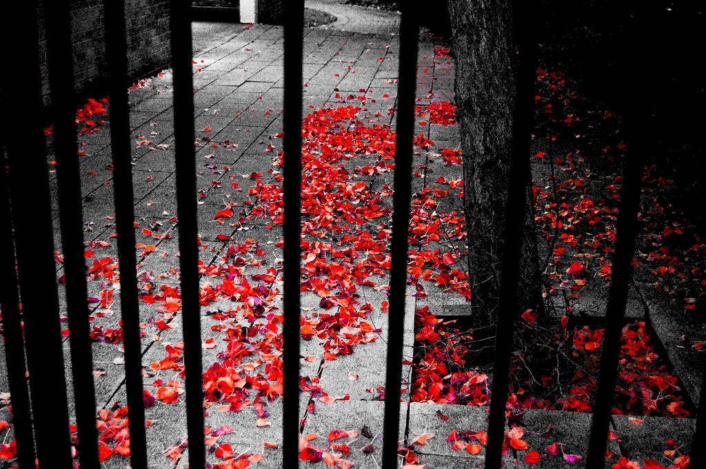 More_leaves_by_jacques_ct.jpg