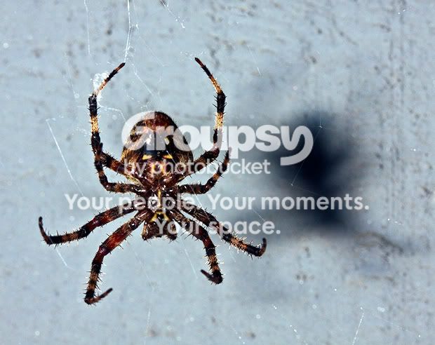 Spider3.jpg