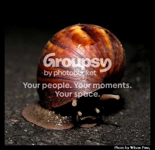 40909Snail2.jpg