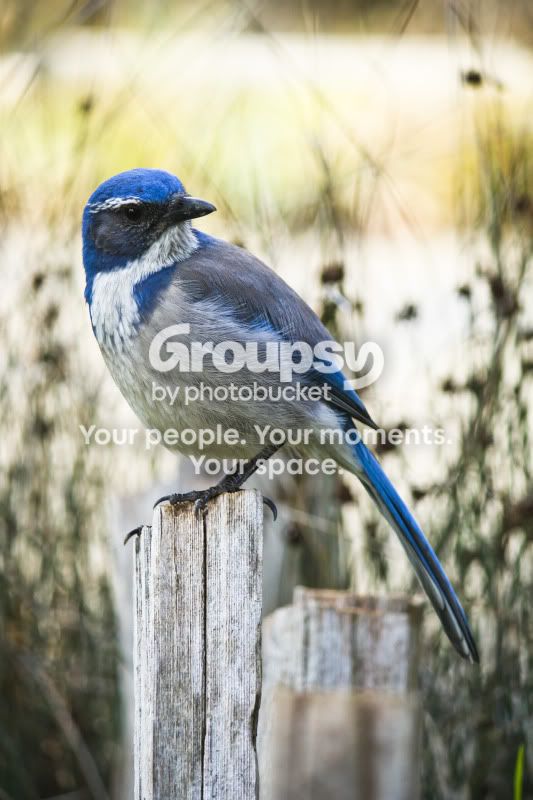 blue.jpg