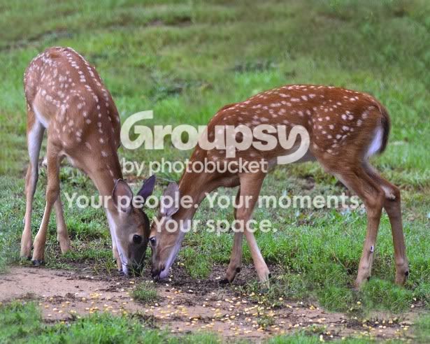 TwoFawn-8x10.jpg