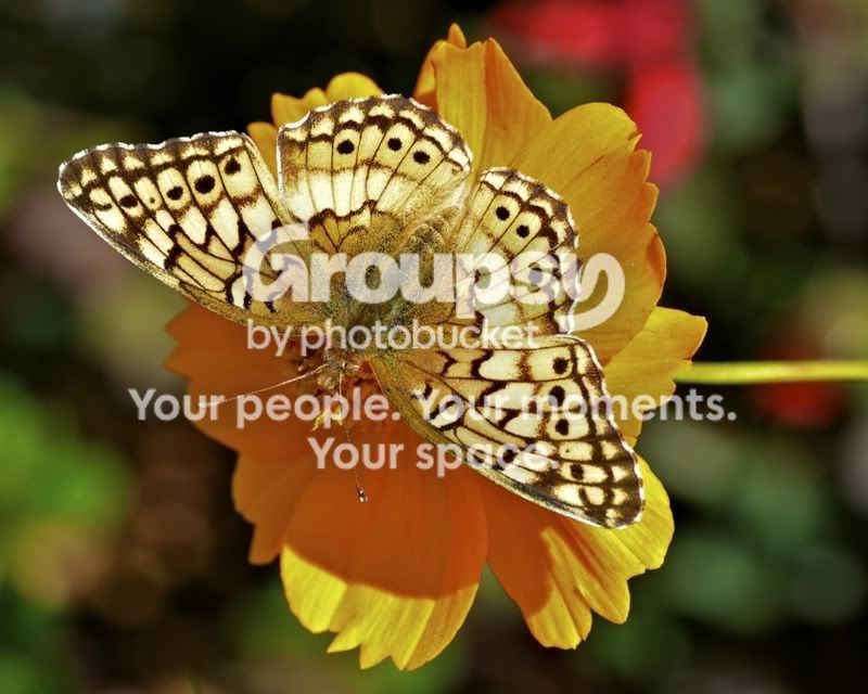 Butterfly8x10103111.jpg