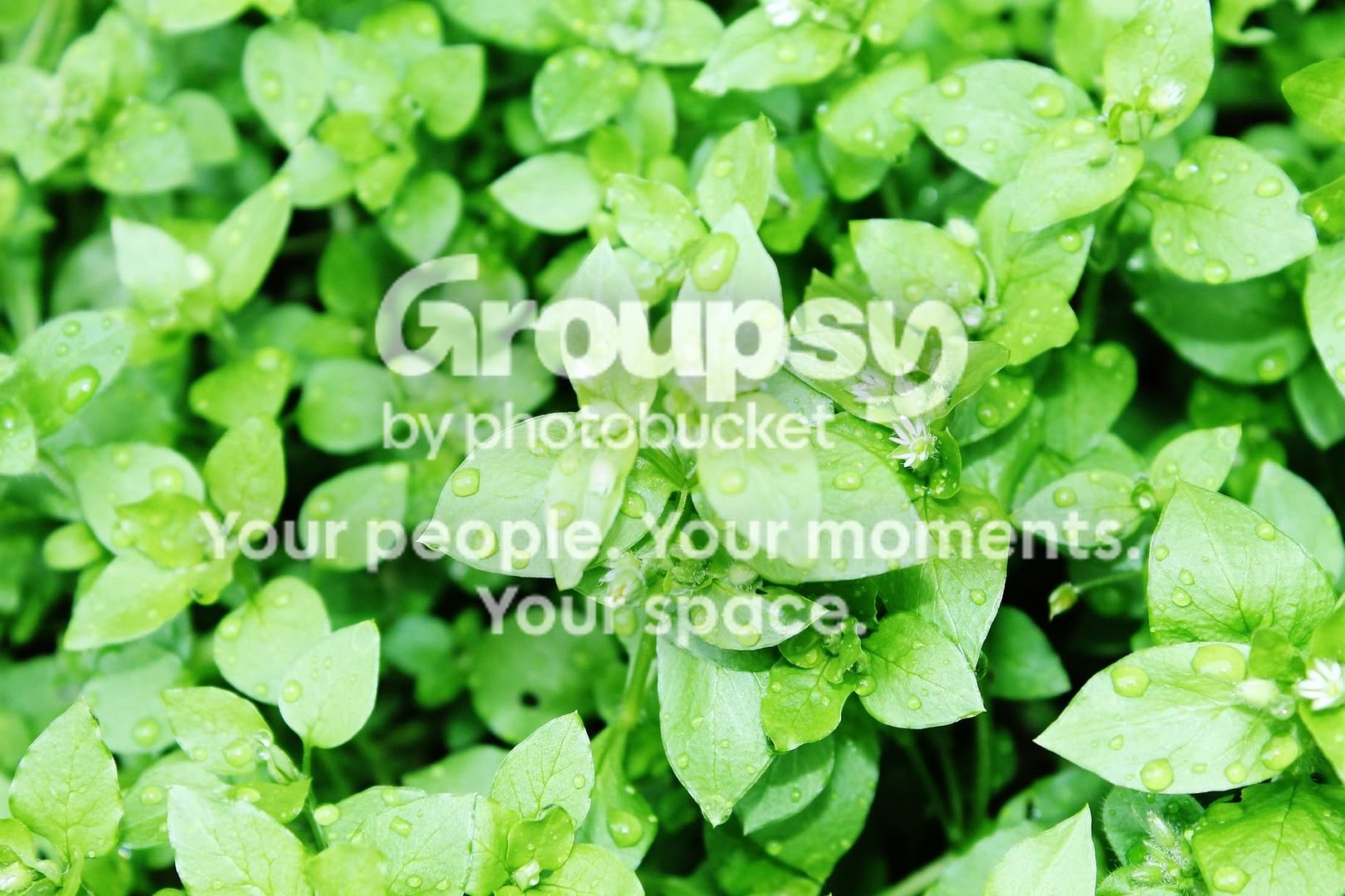 Nature029.jpg