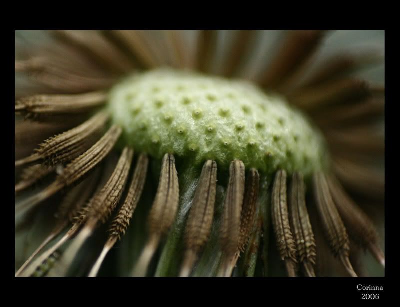 Lwenzahn-Macro_10.jpg