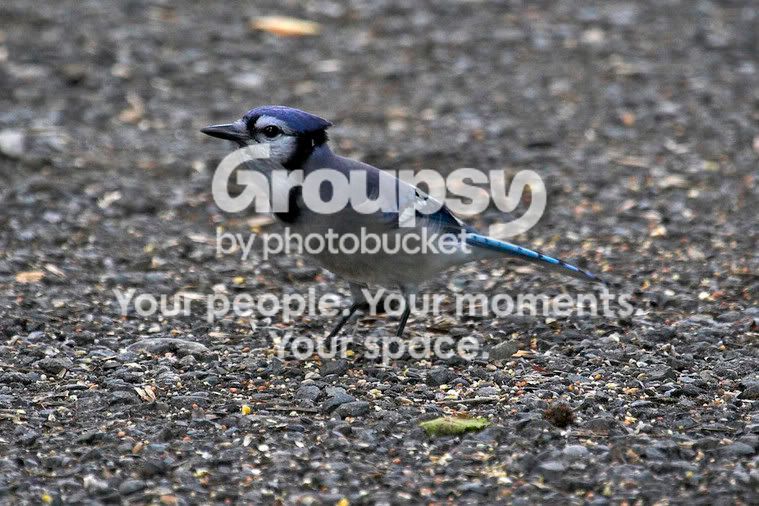 Blue1.jpg