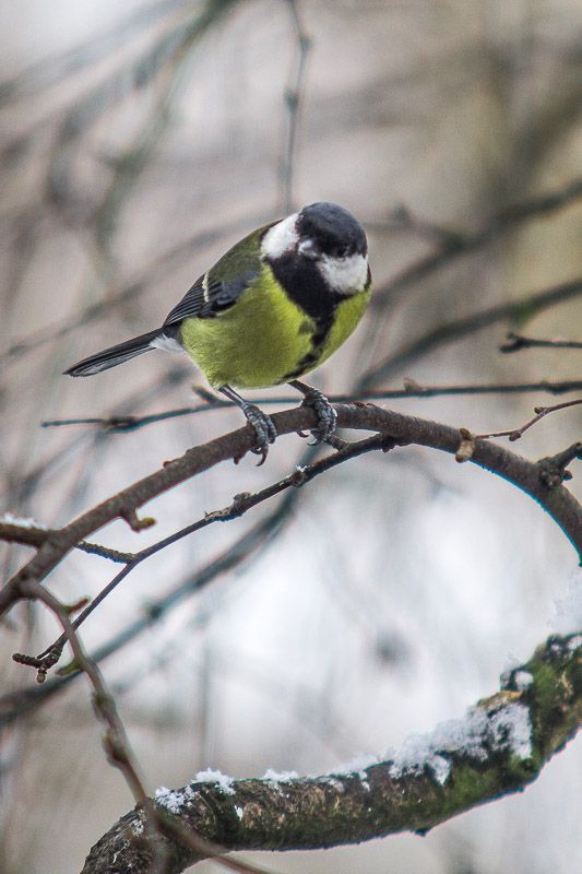 Coldtit-1.jpg