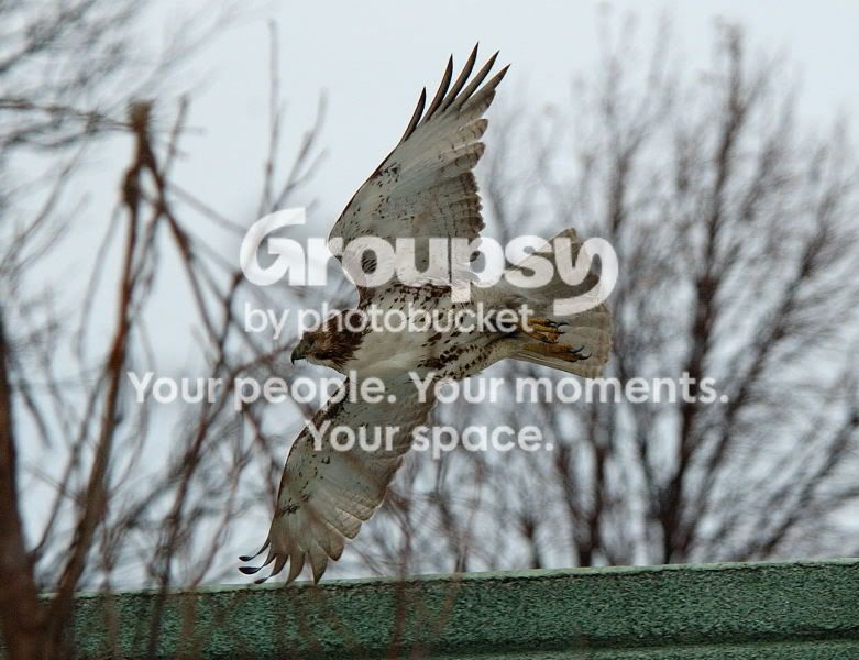 DSC_23560164websize.jpg