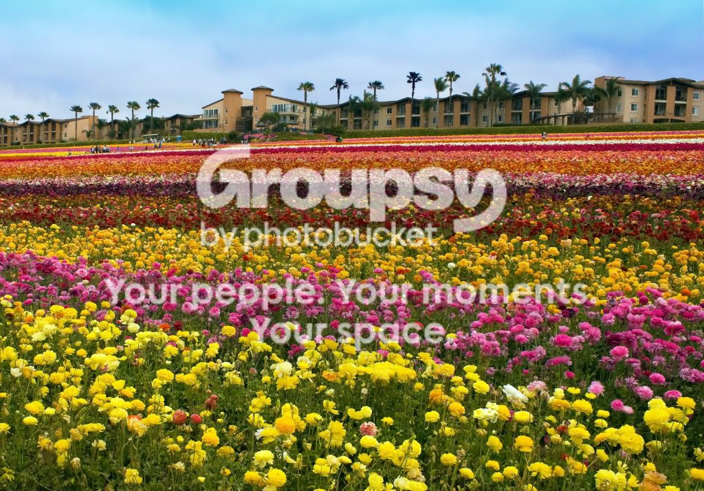 TheFlowerFields5.jpg