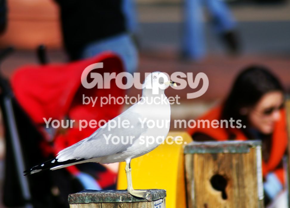 PICT0083e.jpg