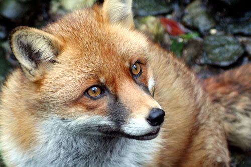 RedFox.jpg