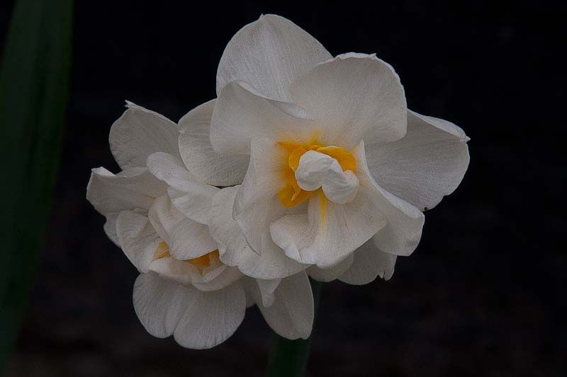 Narcissus-1.jpg
