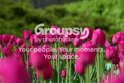 RoseGarden.jpg
