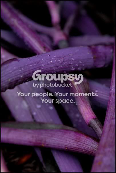 purple.jpg