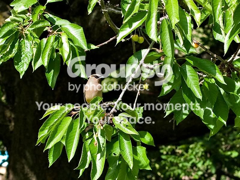crop-1020900sm.jpg