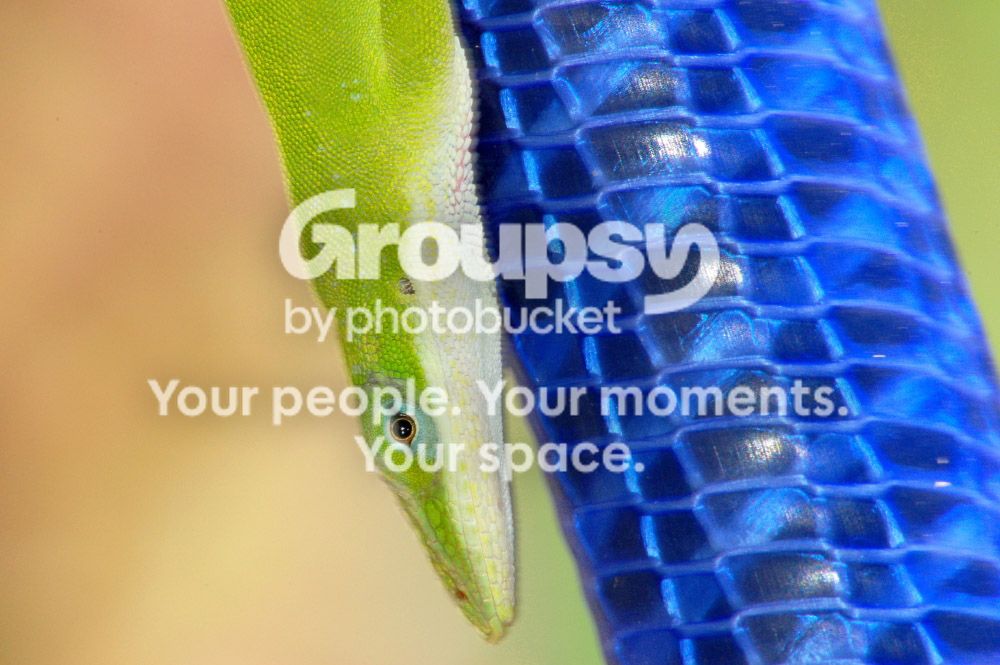 greenanole11111.jpg