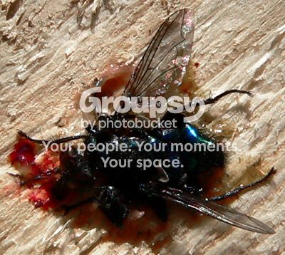 grossfly2.jpg