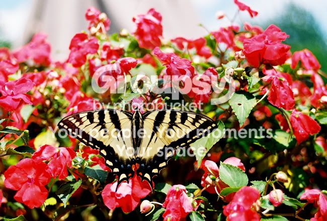 Butterfly2.jpg