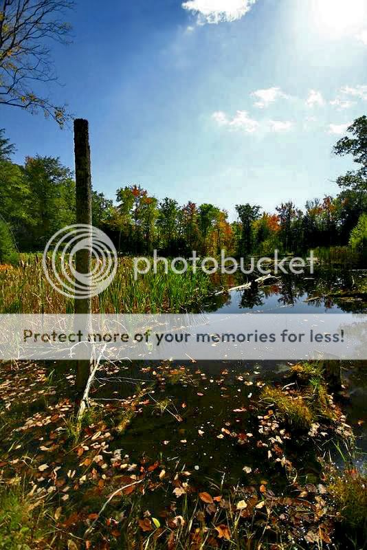 Pond-1-2.jpg