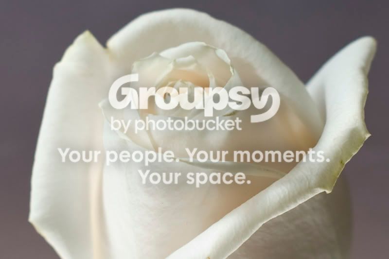 Rose_1446.jpg