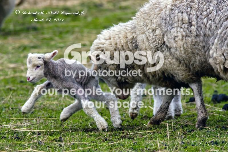 headbuttingababylamb1smallcopy.jpg