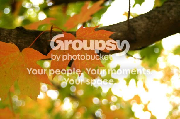 leaves2.jpg
