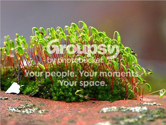 moss2.jpg