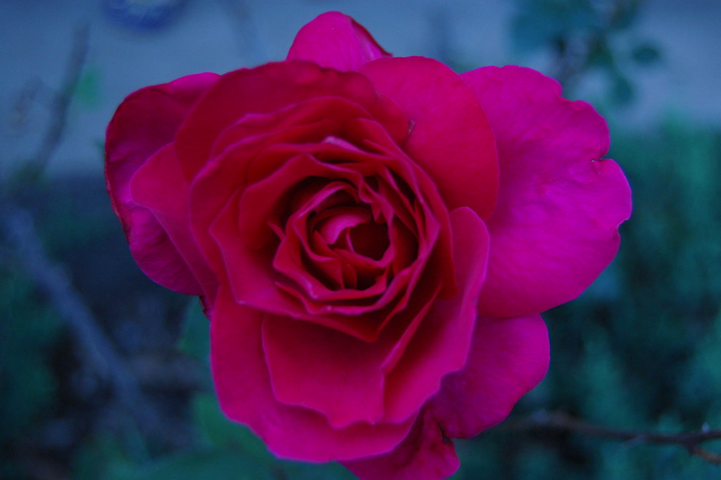 3516712993_97d4b7cbb5_b.jpg