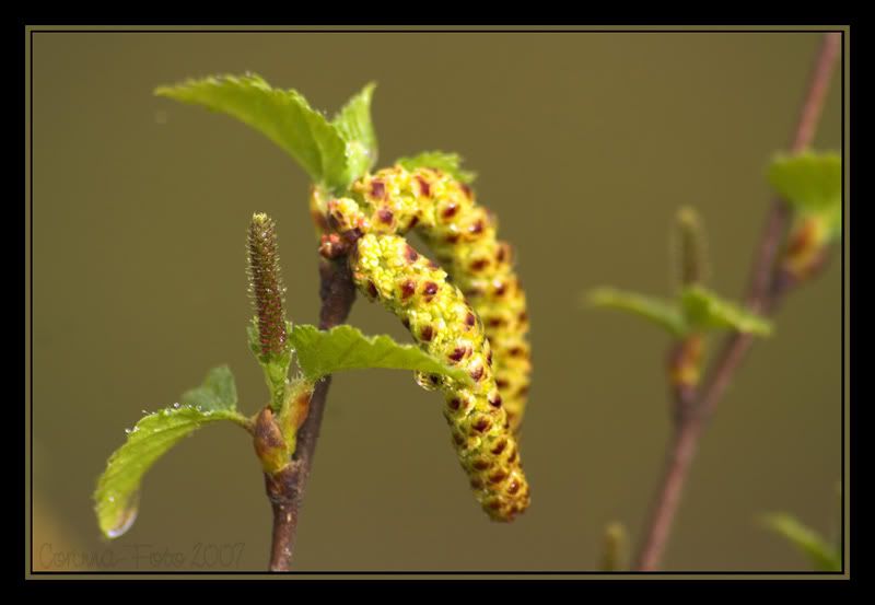 Thema_Bokeh_01.jpg