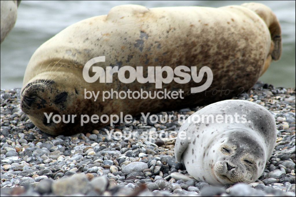 Helgoland_Seehunde_9.jpg