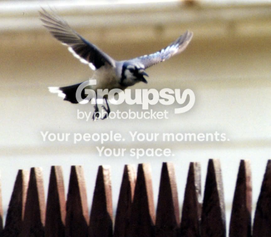 Yardbird009.jpg