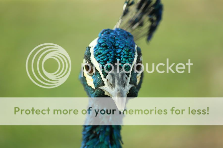 Peacock2atDageiDafne.jpg