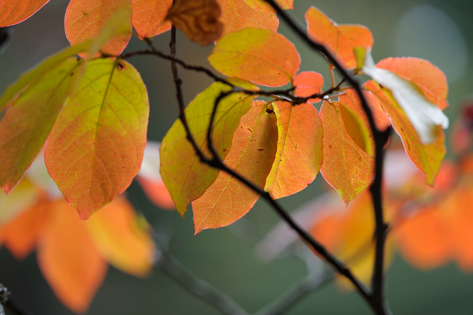 DSC_00088-X3.jpg