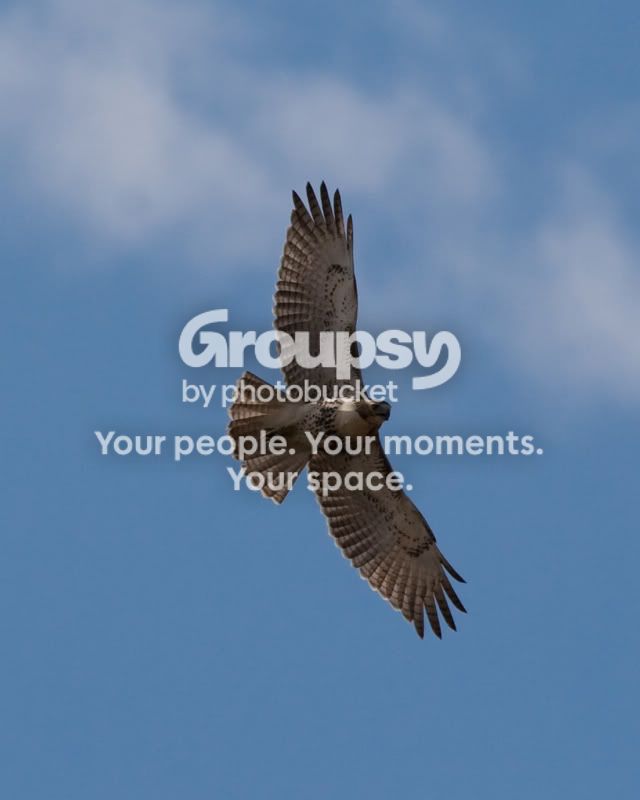 Red-tailedHawk-4.jpg
