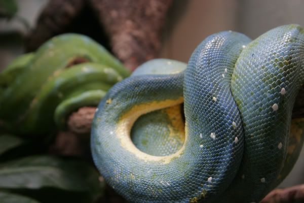 pythons-sm.jpg