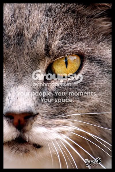Pawssml.jpg