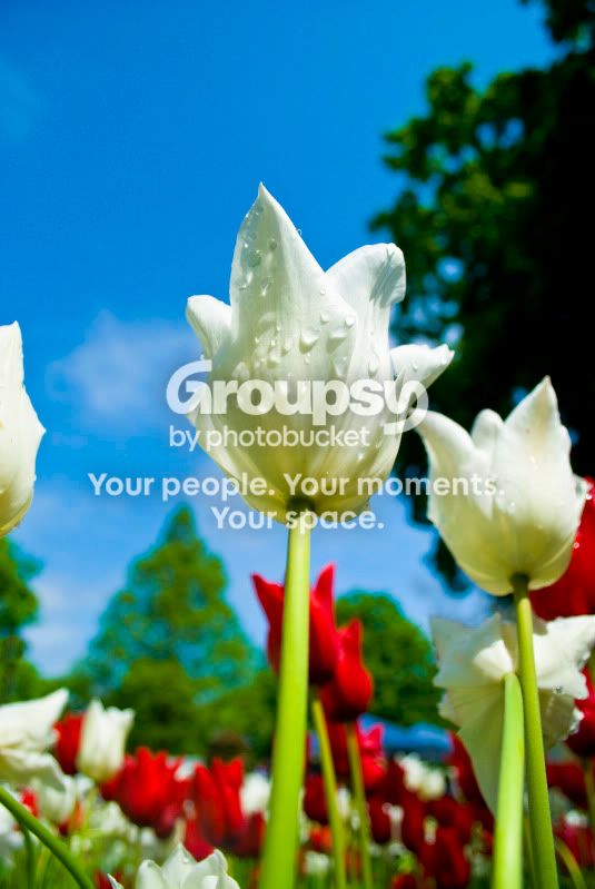 Tulip2.jpg