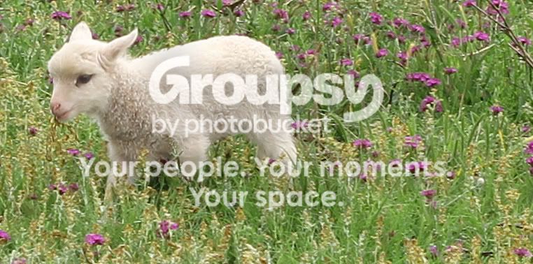 sheep007a.jpg