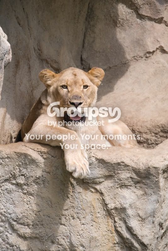 zoofaves-17.jpg