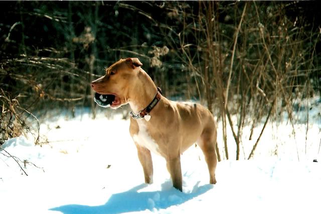 snowwy4.jpg