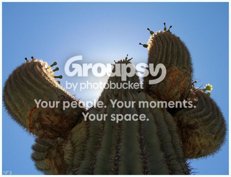 SunlitSaguarolookingup.jpg