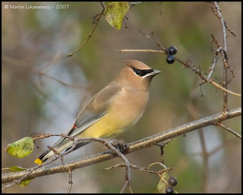 CedarWaxwing4.jpg