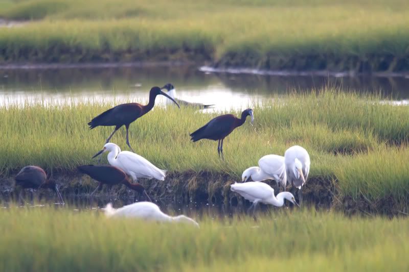 ibis.jpg