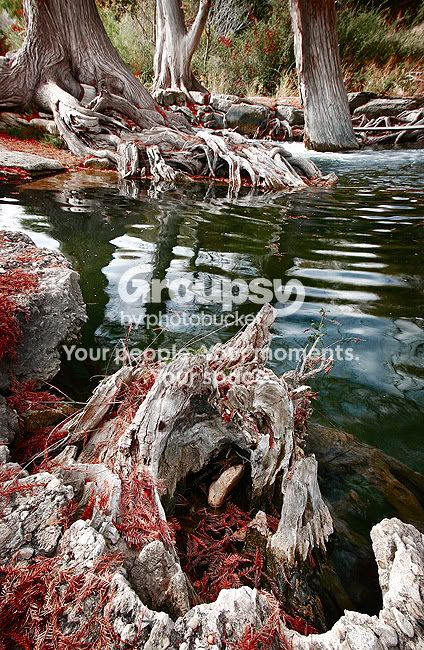 watercypresslog-sm.jpg