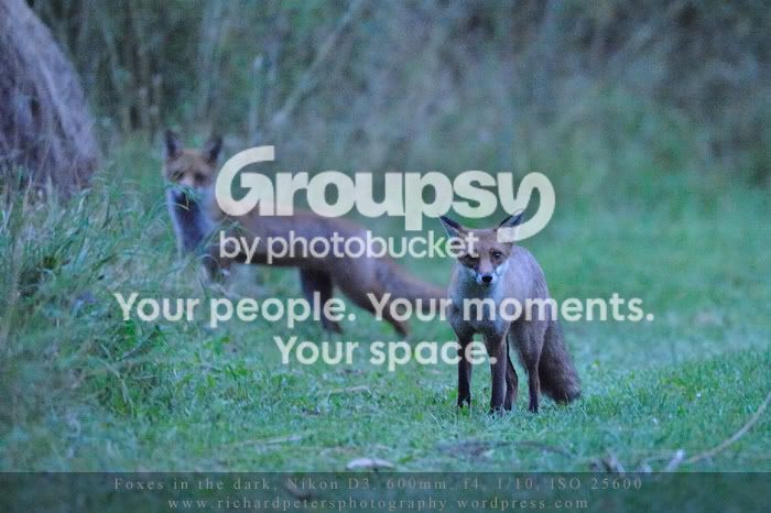 fox_dark.jpg
