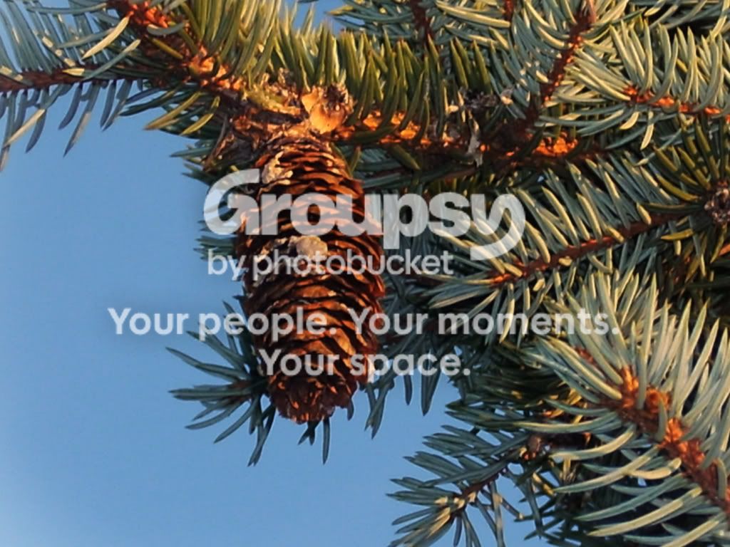 pinecone.jpg